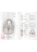 經穴斷面解剖圖解(頭頸胸部)